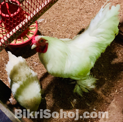 সাদা ব্রাহামা ১জোড়া